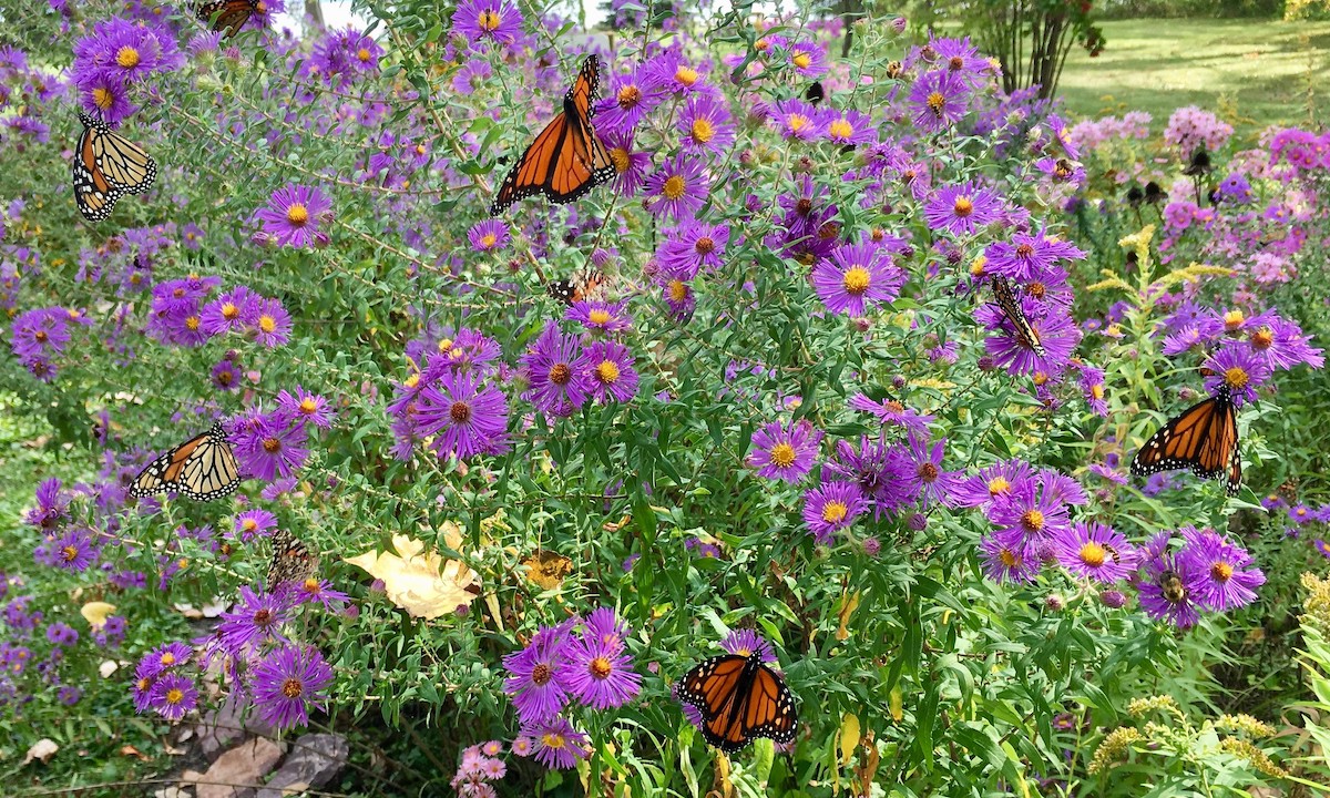 帝王蝶在紫菀花周围飞舞