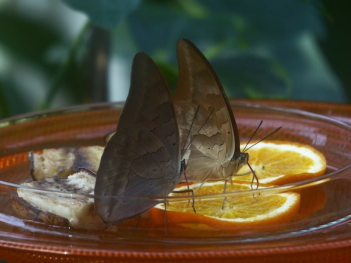 蝴蝶在吃橘子片