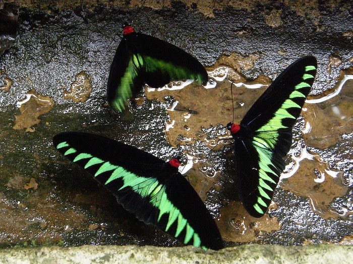 三只拉贾·布鲁克的鸟翼蝴蝶在嬉戏