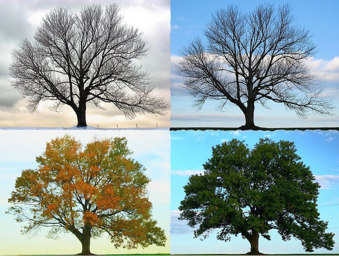 季节时钟周期，包括一棵树在春、夏、秋、冬四季中生长的四幅图像