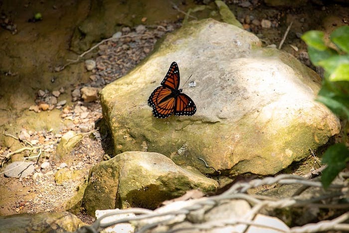 黑脉金斑蝶在岩石上晒太阳