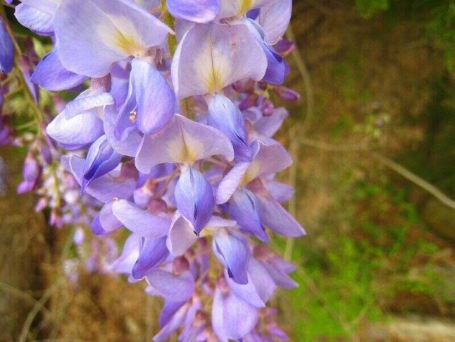 美国紫藤花