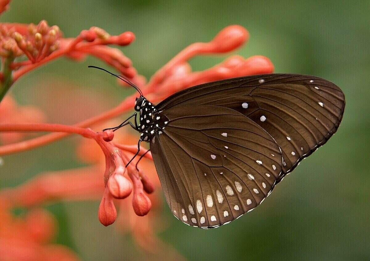 棕色条纹核心蝴蝶在粉红色的植物