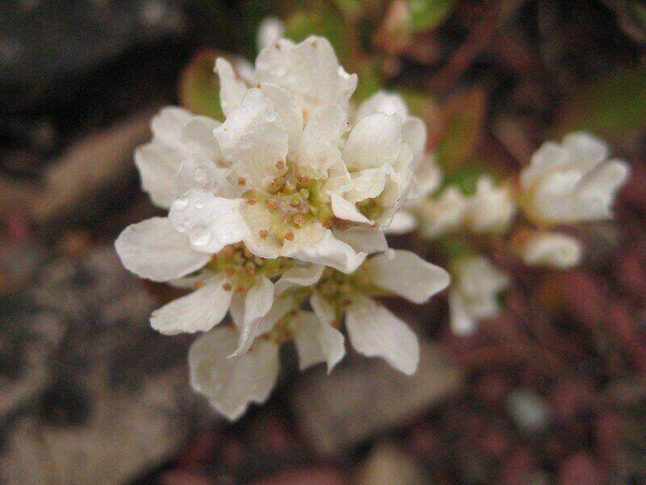 Serviceberry花