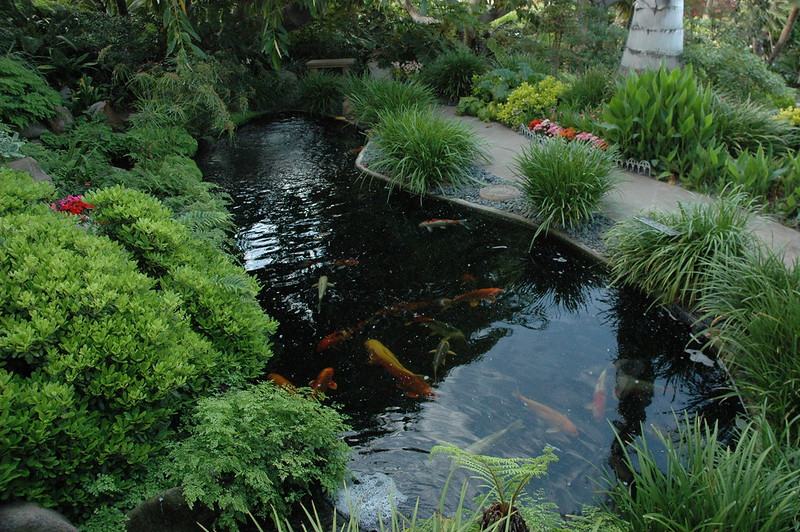 锦鲤池与锦鲤鱼和绿色植物包围